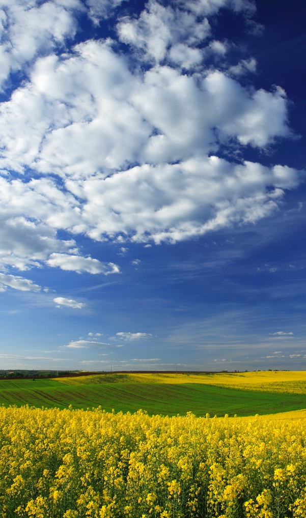 Environmental Litigation